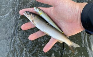 酒匂川水系にて鮎が釣れてます。