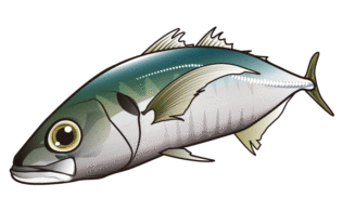 2025/10/25 沼津周辺港　アジ