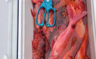 南伊豆沖でアカハタが好調です。