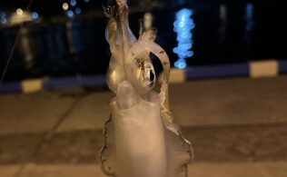 西湘エリアの堤防でアオリイカが釣れております。