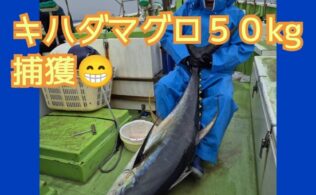相模湾内にてキハダマグロ５０ｋｇ