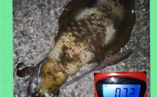 西湘エリアの堤防にてアオリイカ７００ｇが釣れたそうです。