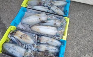 小浜沖アオリイカティップラン