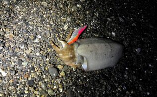 2025/10/22 三保海岸　コウイカ　2杯