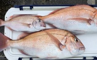 網代沖にてマダイが釣れてます。