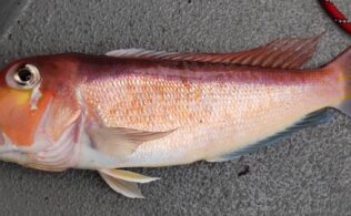 アマラバで高級魚！