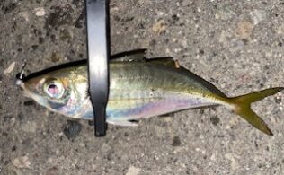 2025/10/30 沼津周辺港　アジ　