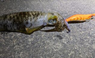 沼津エリアの堤防アオリイカ１杯