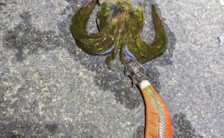 沼津エリアの堤防でアオリイカ釣れてます。