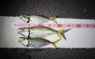 お客様よりアジング釣果頂きました！