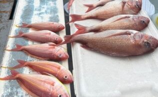 小田原沖にて真鯛が釣れております。