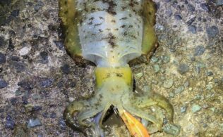 西湘エリアの堤防にてアオリイカ１杯