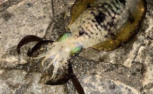 西湘エリアの堤防にてアオリイカ１杯