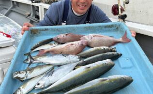 小田原沖にて真鯛が釣れてます。