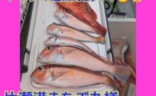 江ノ島沖アマダイ好調です(^^)/