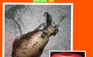 西湘エリアの堤防にてアオリイカ１杯