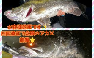 遠征釣りの釣果をお客様に頂きました。