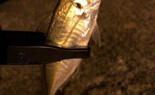 2025/11/2　沼津周辺港　アジ