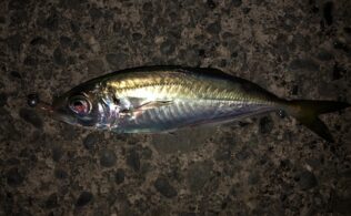 2025/11/03　沼津周辺堤防　アジ