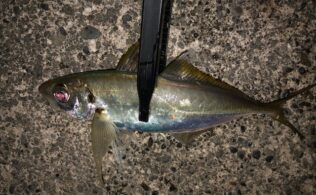 2025/11/7　沼津周辺堤防　アジ