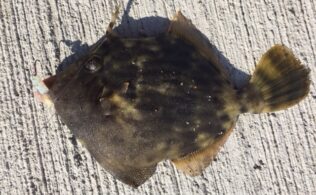 2025/11/1　沼津周辺堤防　カワハギ