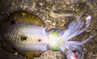 2025/11/4　沼津周辺堤防　アオリイカ　