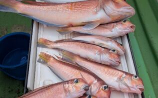 江ノ島沖　アマダイ釣れてます。