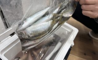 浜名湖アジ爆釣！！