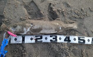 2025年 12月28日 シーバス