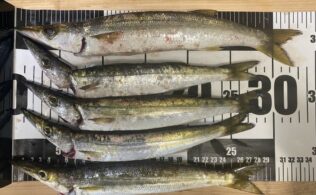 2025/12/18　熱海方面　カマス　5匹