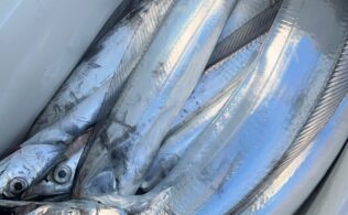 沼津沖　太刀魚好調！　TOP35本！