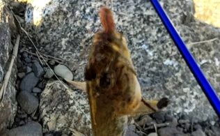 マハゼ　12～16ｃｍ