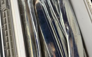 沼津沖にてタチウオが好調に釣れております。