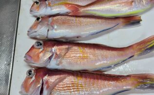 真鶴沖にてアマダイ６匹