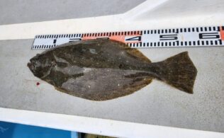 2025/12/23　伊良湖沖　ヒラメ