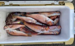 小田原沖にてアマダイが釣れてます。