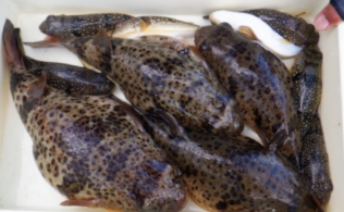 2025/12/27  ショウサイフグ・ヒガンフグ　師崎