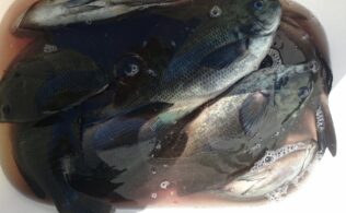 東伊豆地磯　メジナ好調！