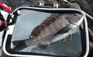 真鶴地磯　クロダイ釣れてます。