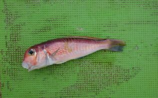 平塚沖　アマダイ　好調です！