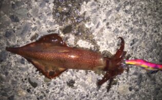 2025/12/23　沼津周辺堤防　アオリイカ他