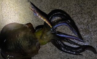 三重　アオリイカ
