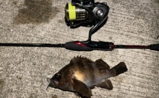 三浦半島にてメバル好調！