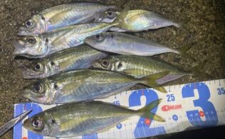 2025/12/26 南伊勢の漁港  アジ　10匹ほど
