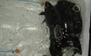 真鶴地磯　メジナ釣れてます。