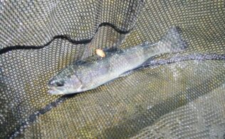 管釣り最盛期!?