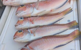 江の島沖にてアマダイが釣れてます。