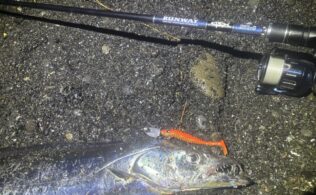 2025/12/25 静岡サーフ　タチウオ指3本半～5本サイズが8本　