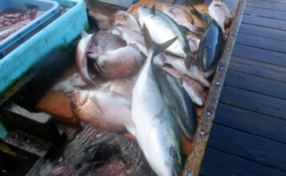 2025/12/21　フィッシングレインボー　真鯛　青物