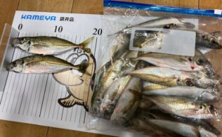 お客様釣果　アジ